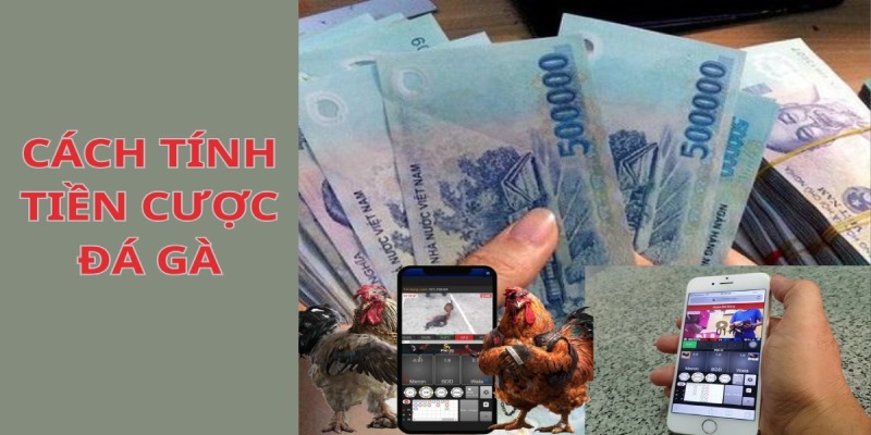 Đặt cược trực tiếp đá gà casino và giành được số tiền cực kỳ giá trị