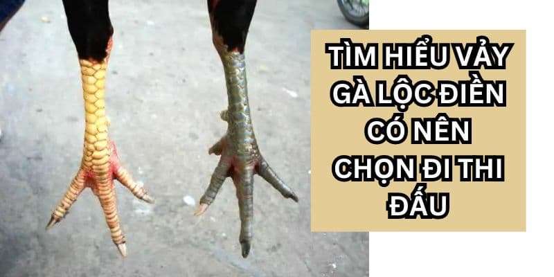 Nhận biết vảy gà Lộc Điền cơ bản nhất 