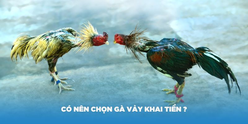 Vảy gà khai tiền là gì? Có nên chọn giống gà này không